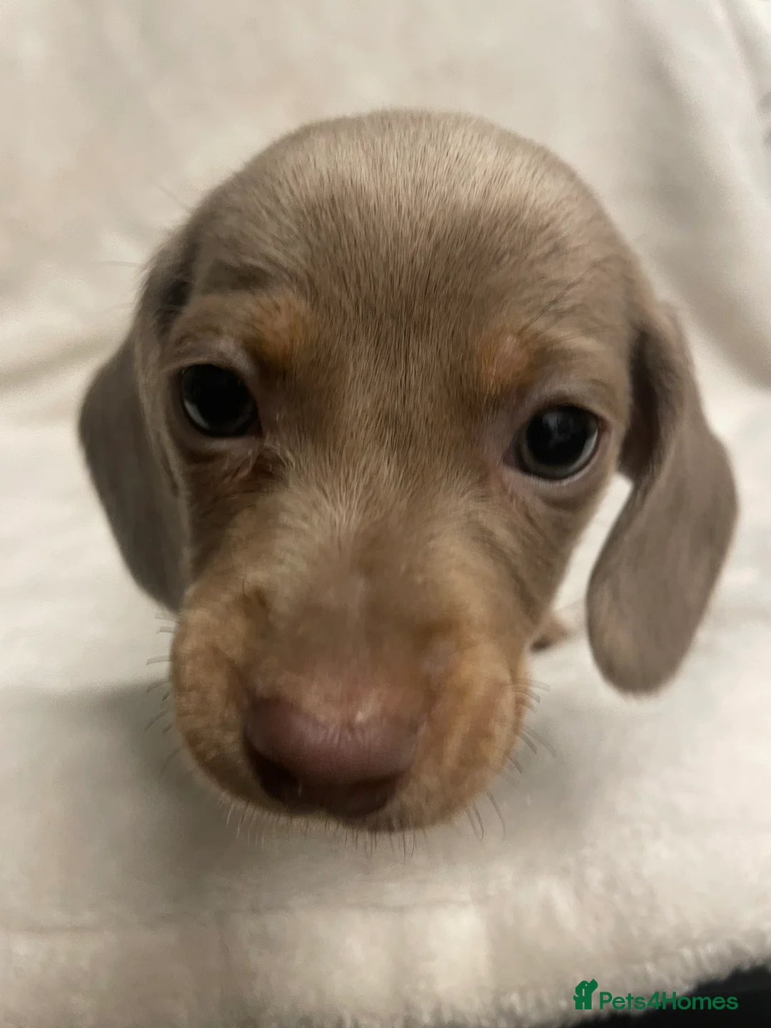 Dachshund dogs for sale: Isabella and tan miniature dachshunds  - Advert 6
