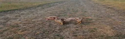 Miniature Dachshund dogs for stud: For stud only. in Grimsby - Advert 5