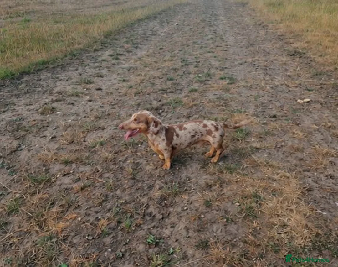 Miniature Dachshund dogs for stud: For stud only. in Grimsby - Advert 5