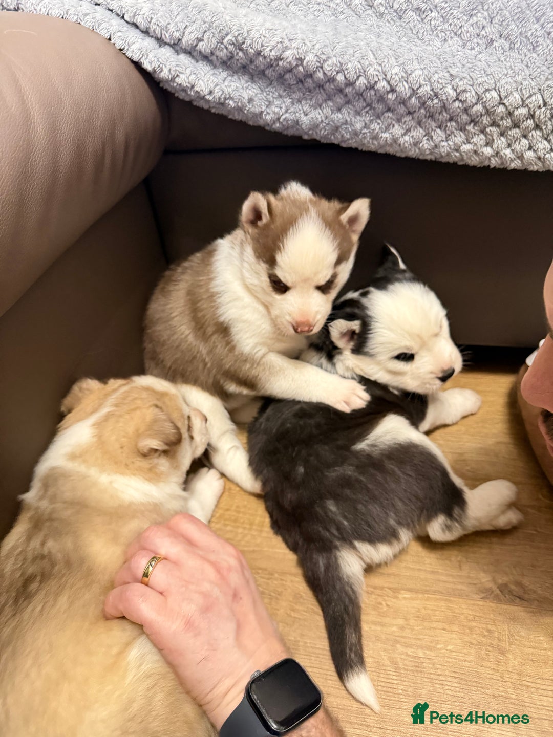 Siberian Husky dogs for sale: Adorable Siberian Husky puppies born December 14th - Advert 4