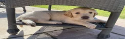 Golden Retriever dogs for sale: Golden Retriever Puppies in Thatcham - Advert 4
