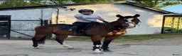 Irish Thoroughbred horses for sale: Beautiful rising 4 year old  - Advert 3