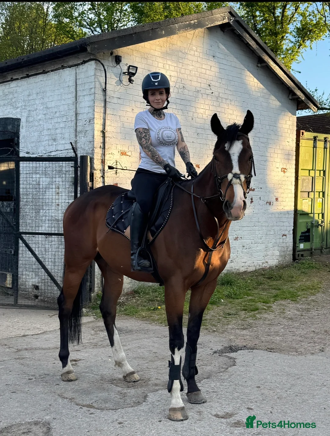Irish Thoroughbred horses for sale: Beautiful rising 4 year old  - Advert 3