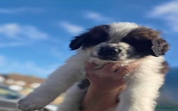 Saint Bernard dogs for sale: Saint bernard puppies READY END OF NEXT WEEK - Image 27
