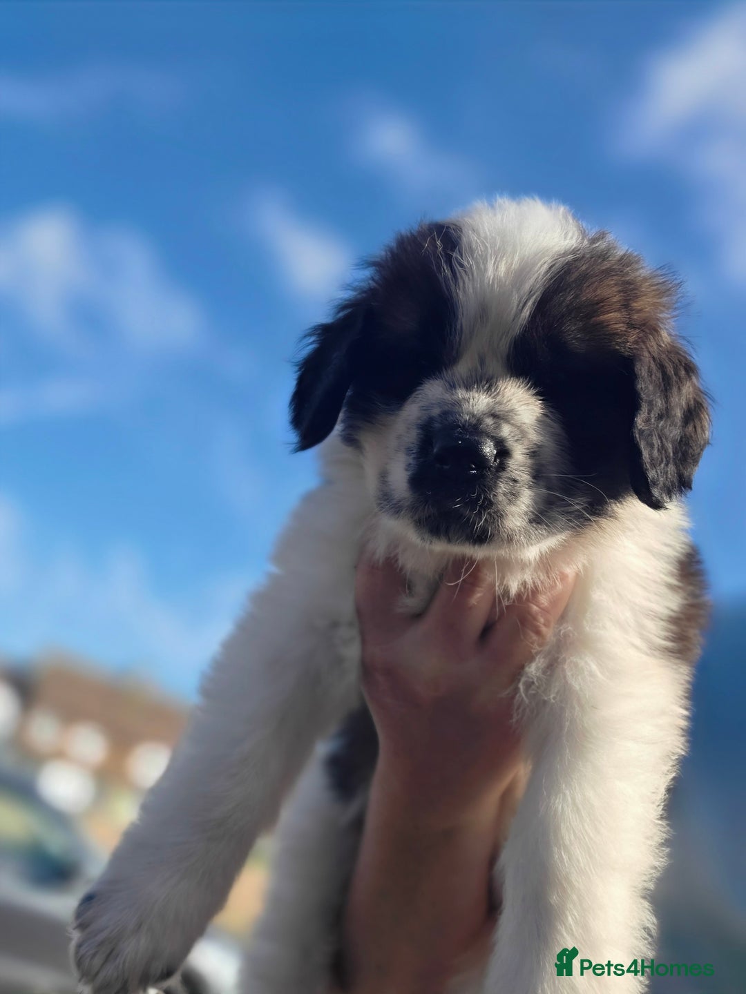 Saint Bernard dogs for sale: Saint bernard puppies READY END OF NEXT WEEK - Image 27