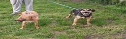 Mixed Breed dogs for adoption: 💙🐶 MARCO – HE LOVES WITH HIS WHOLE HEART - Advert 6