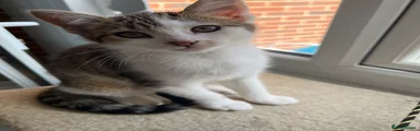 Mixed Breed Kitten 1