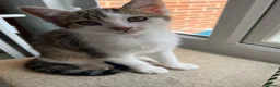 Mixed Breed cats for sale: beautiful kittens  in Slough - Advert 2