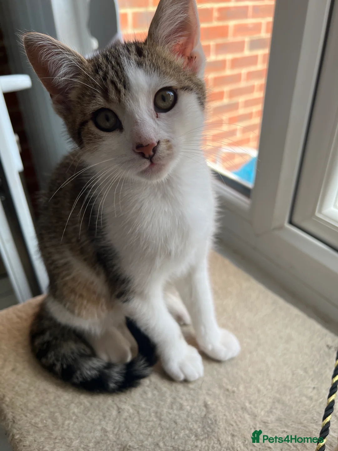 Mixed Breed cats for sale: beautiful kittens  in Slough - Advert 2