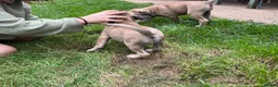 Boerboel dogs for sale: 2 gorgeous Boerboel girls ready now!! - Advert 17