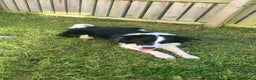Border Collie dogs for sale: Border collie  - Advert 4