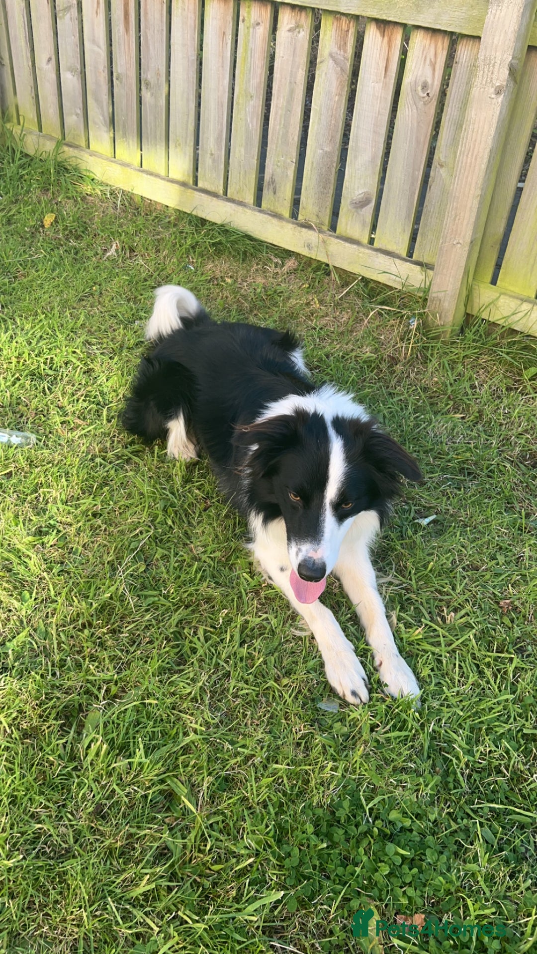 Border Collie dogs for sale: Border collie  - Advert 4