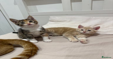 Mixed Breed cats ONE LEFT - 1 tortie girl.   - Advert 1