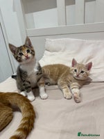 Mixed Breed cats ONE LEFT - 1 tortie girl. - Advert 7