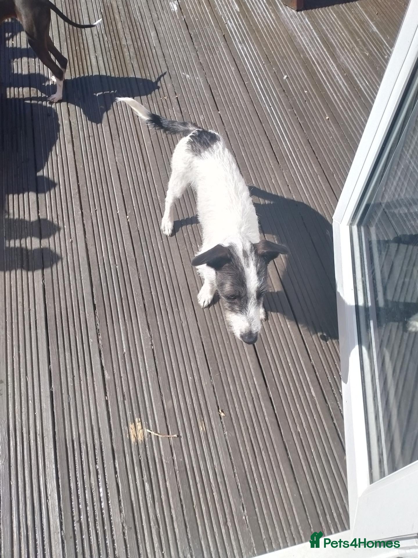 Mixed Breed dogs Lovely 8 month male Italian Greyhound x Terrier - Advert 9