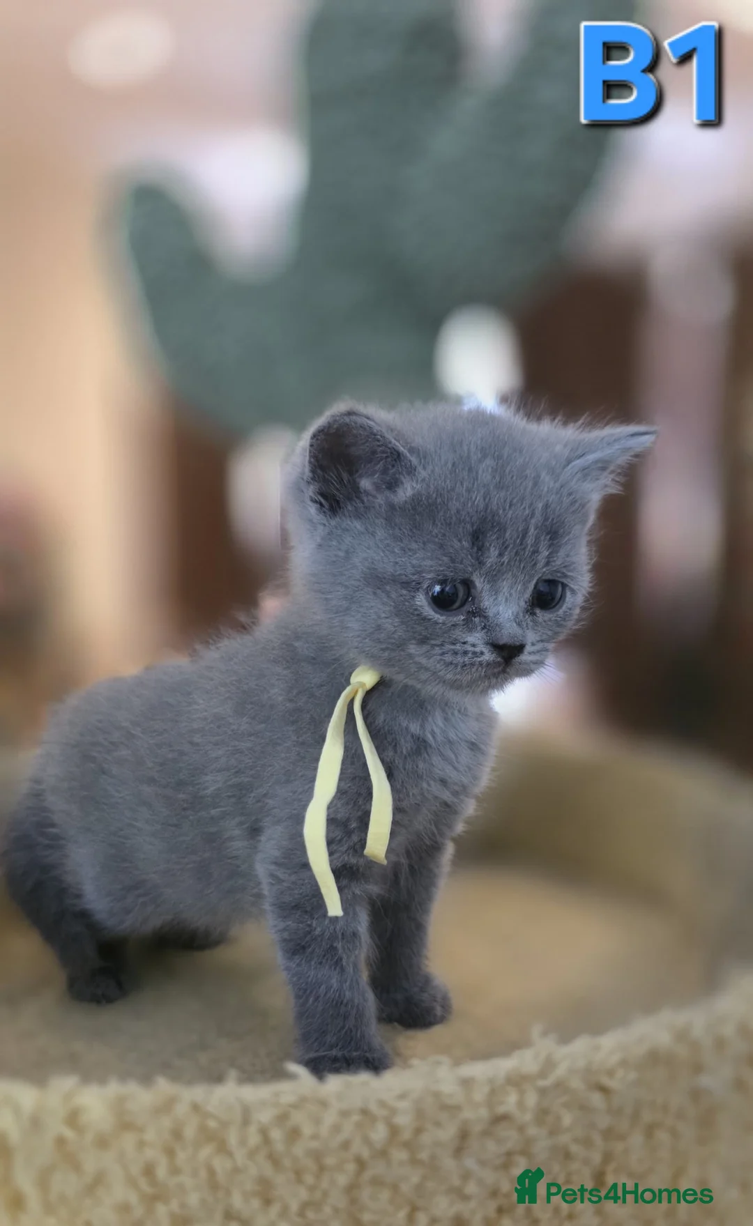 British Shorthair cats for sale: 8 Beautiful pure british shorthair /longhair - Advert 39