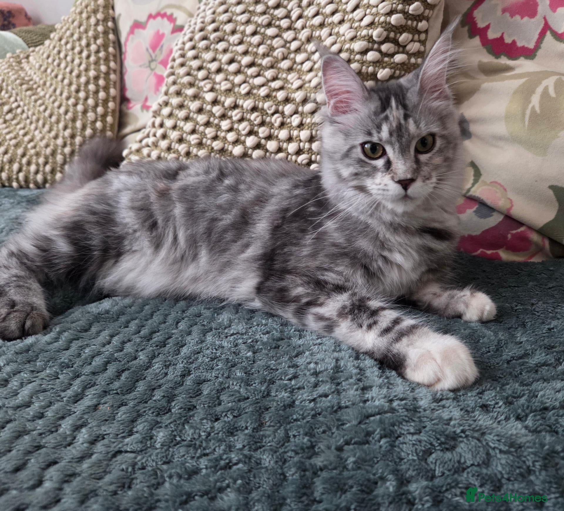 Maine Coon cats Tica reg maine coon - Advert 12