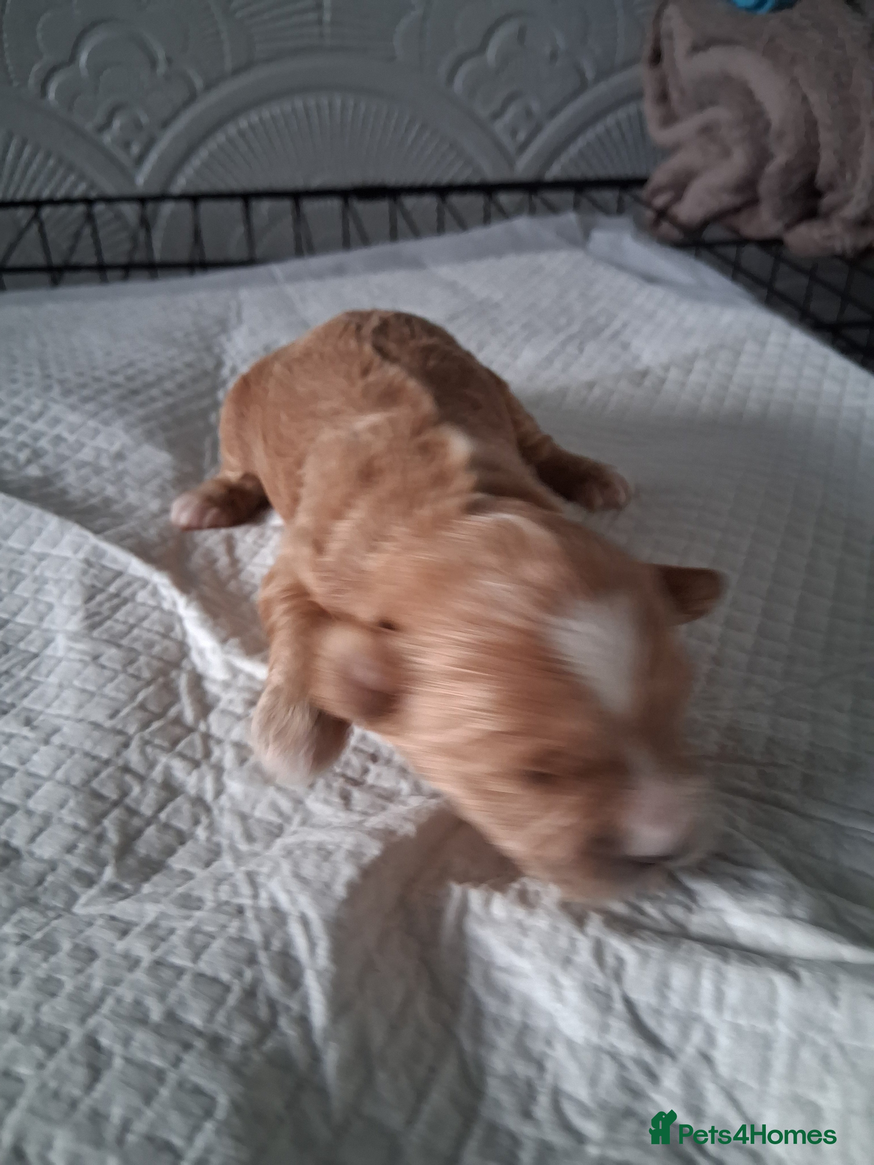 Mixed Breed dogs Cockapoo/Shitzu Puppies for sale  - Advert 1