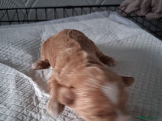 Mixed Breed dogs Cockapoo/Shitzu Puppies for sale - Advert 12