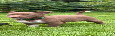 Green collar 