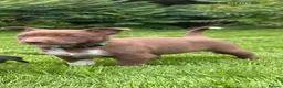 Mixed Breed dogs for sale: 4 beautiful border collie X kelpie pups for sale  - Advert 4