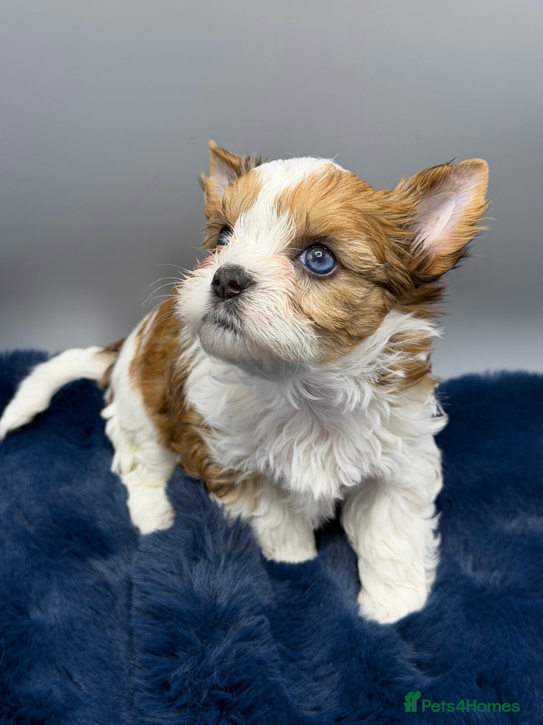 Yorkshire Terrier dogs for sale:  New Litter of Exotic Colourful Yorkshire Terriers - Image 15