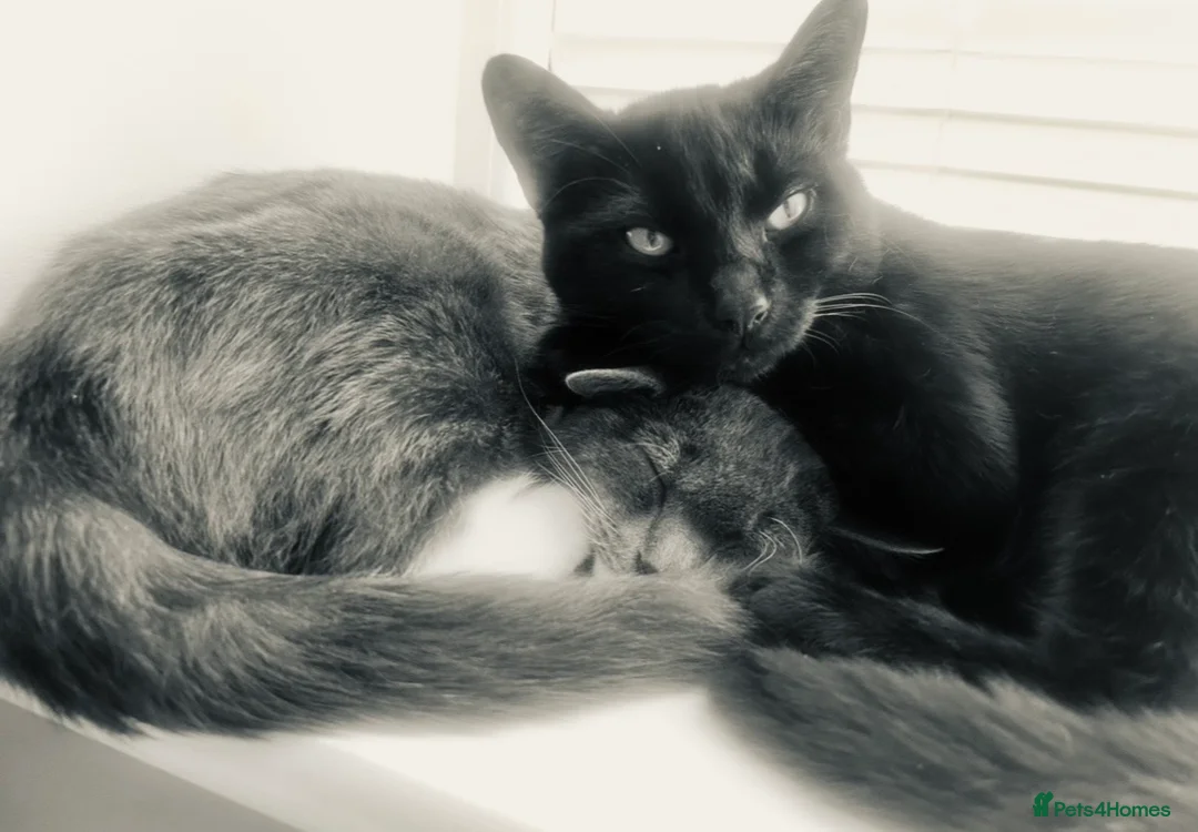 Mixed Breed cats for sale: Kittens - Advert 1