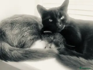 Mixed Breed cats Kittens - Advert 1