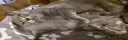 British Shorthair cats for sale: 💙 Gorgeous British Shorthair Blue Kittens 💙 - Advert 3