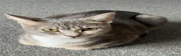 Mixed Breed cats for sale: Kittens  in Haverhill - Advert 1