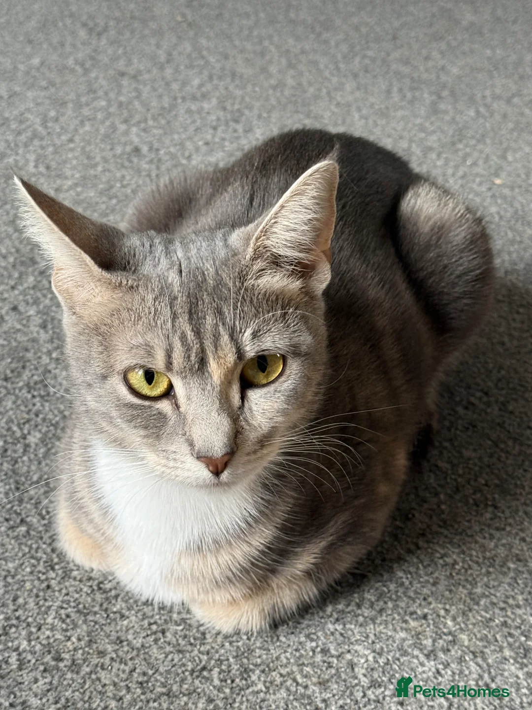 Mixed Breed cats for sale: Kittens  in Haverhill - Advert 1