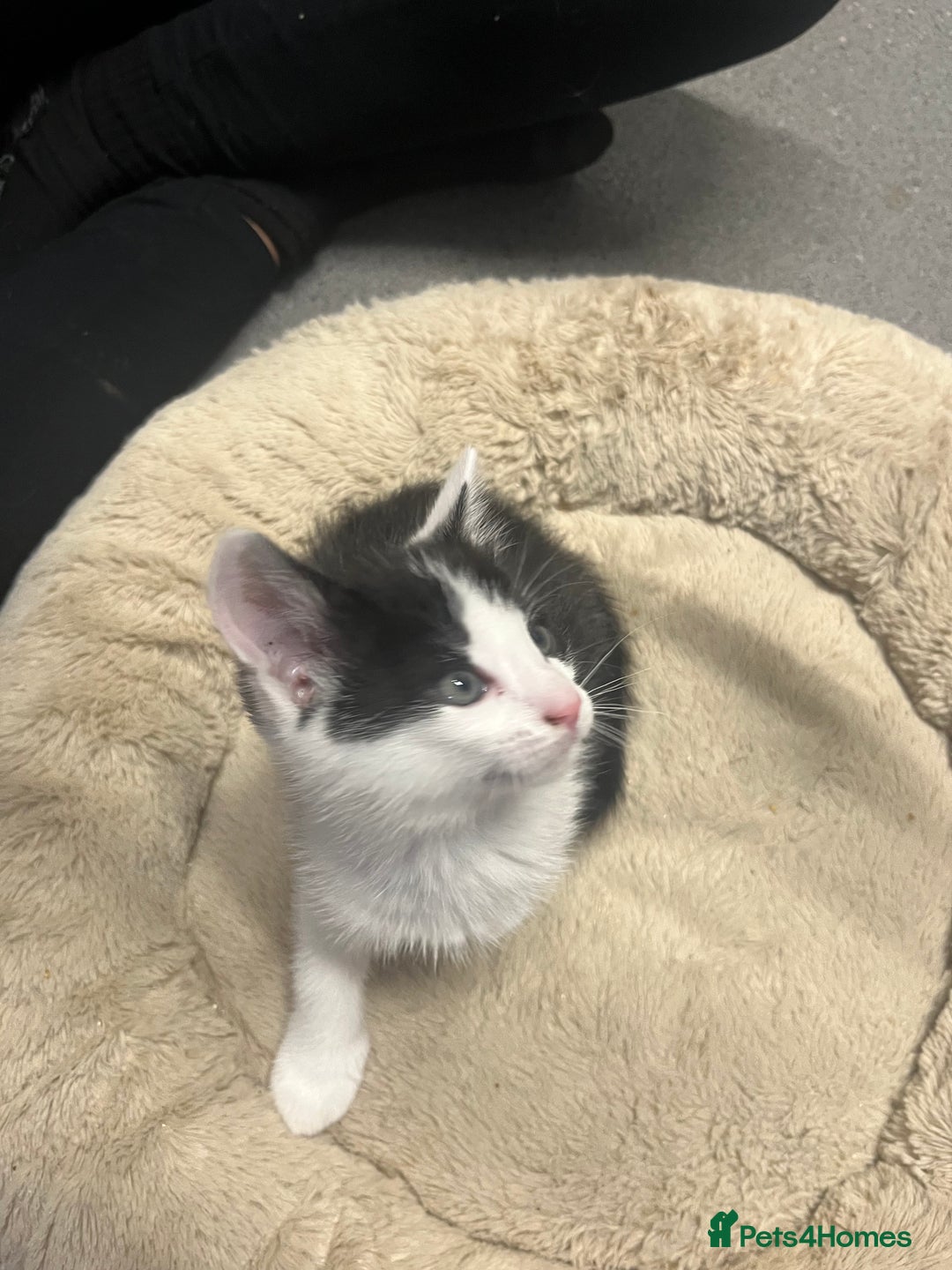 Mixed Breed cats for sale: 4 Handsome Male kittens 9week old - Advert 10