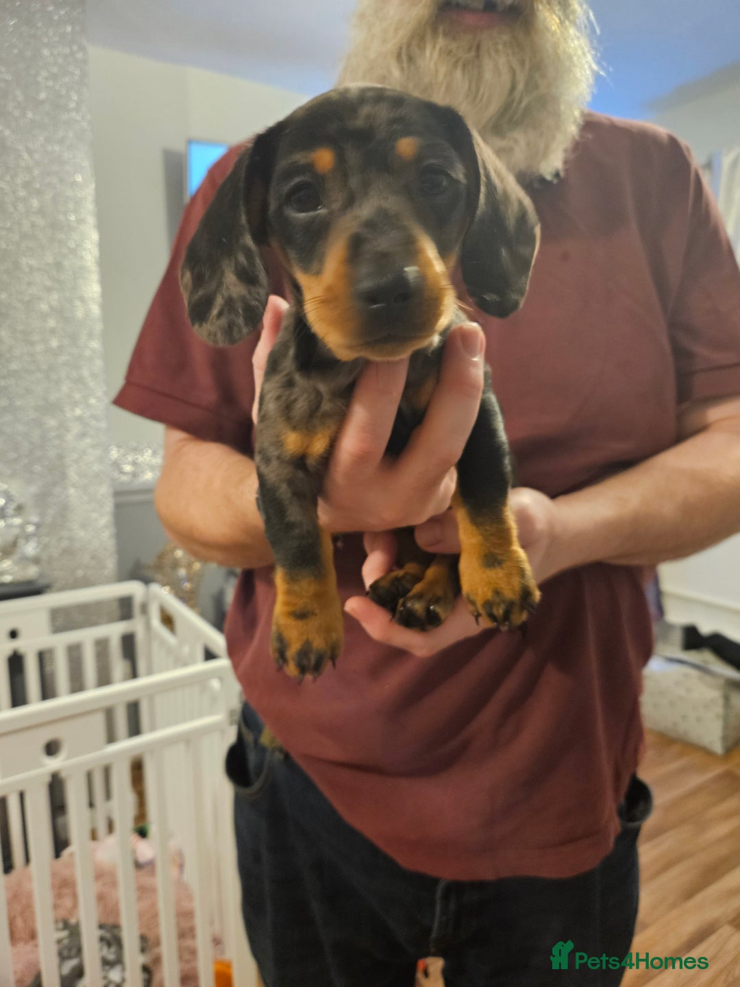 Mixed Breed dogs for sale: Beautiful fur baby - Advert 2