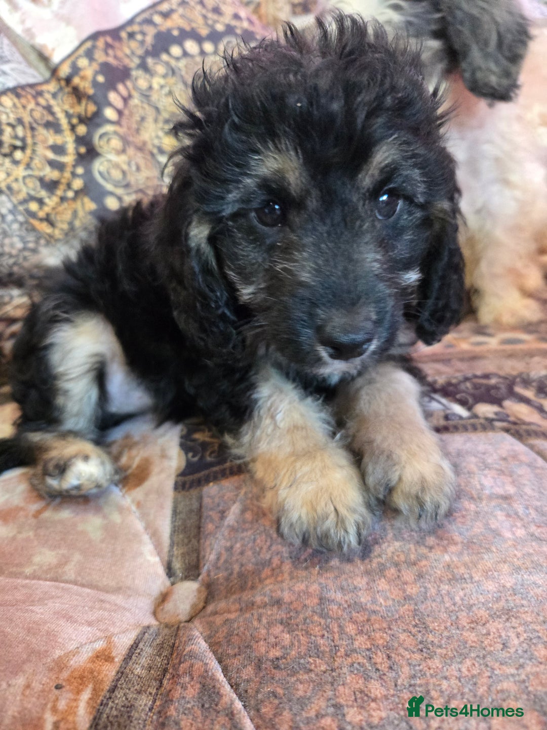 Cockapoo dogs for sale: Stunning mini cockapoo dna checked puppies - Advert 9