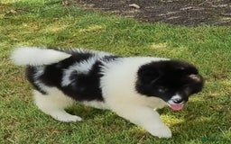 Akita dogs for sale: Akita pups READY in Sunderland - Image 8