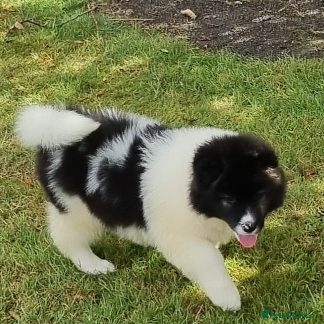 Akita dogs for sale: Akita pups READY in Sunderland - Image 8
