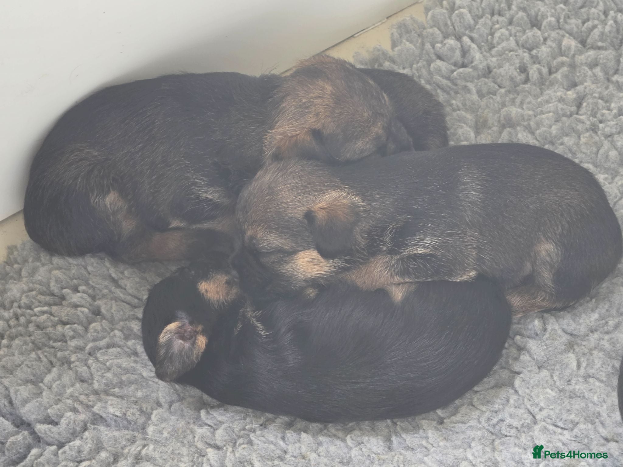 Border Terrier dogs Exceptional quality summer puppies.  - Advert 2