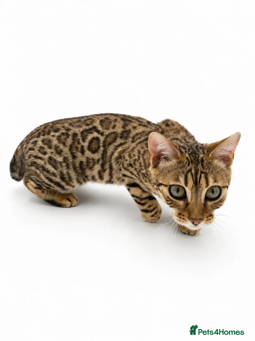 Bengal cats for sale:  Pedigree Bengal Kittens | TICA Registered - Advert 39