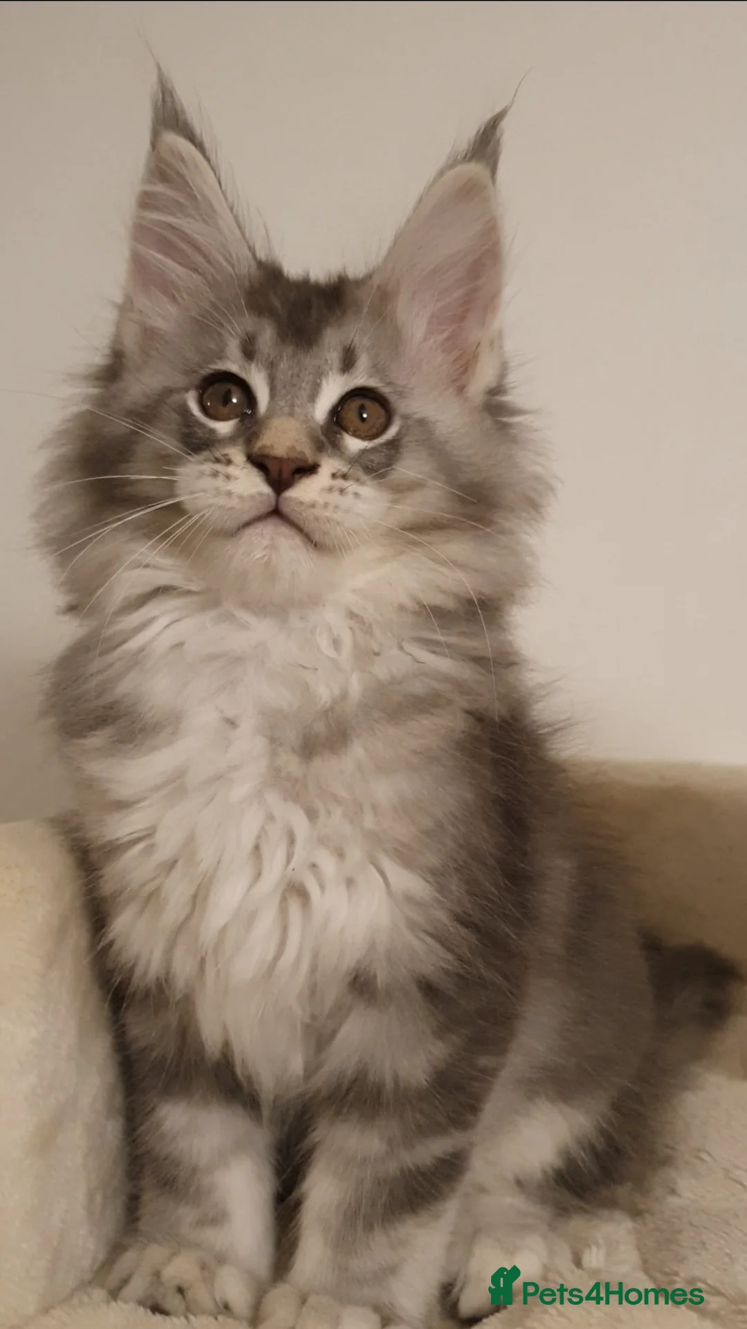 Maine Coon cats for sale: 🏅GCCF🏅 pure maine coon kittens  - Advert 38