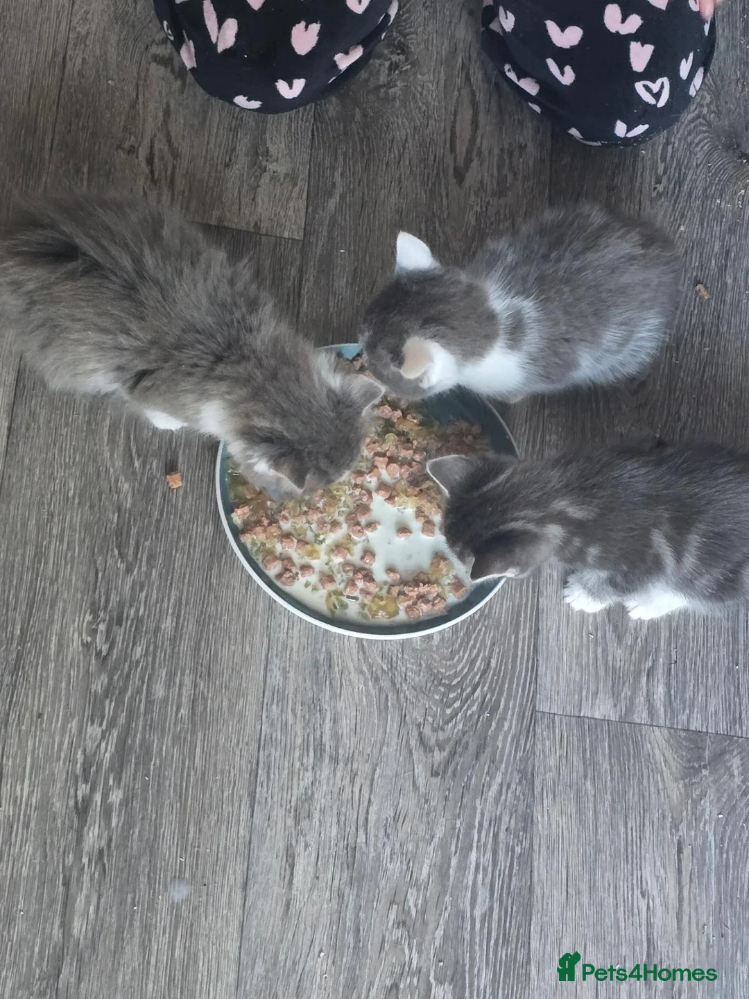 Mixed Breed cats for sale: Beautiful kittens for sale  - Advert 2