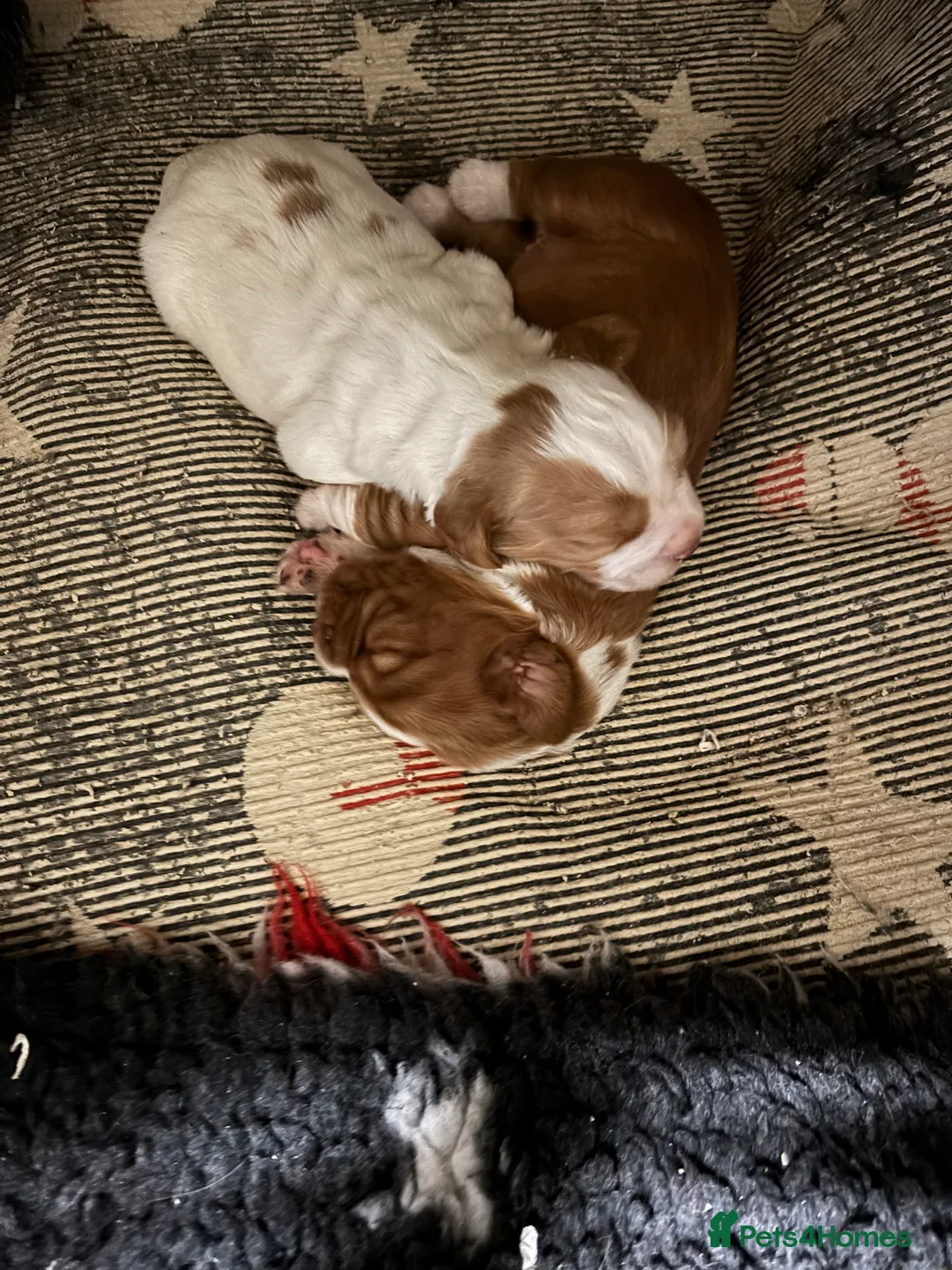 Cocker Spaniel dogs for sale: Working cocker spaniel  - Advert 2