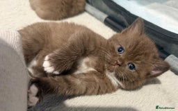 British Shorthair cats for sale: Charming British Shorthair Kittens - Image 14