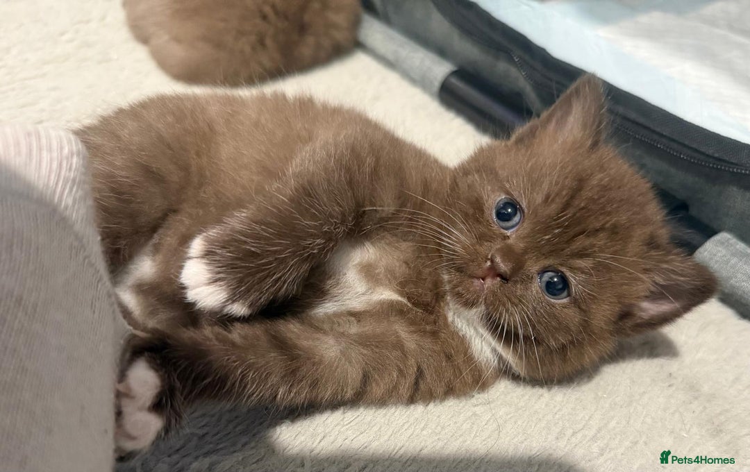 British Shorthair cats for sale: Charming British Shorthair Kittens - Image 14