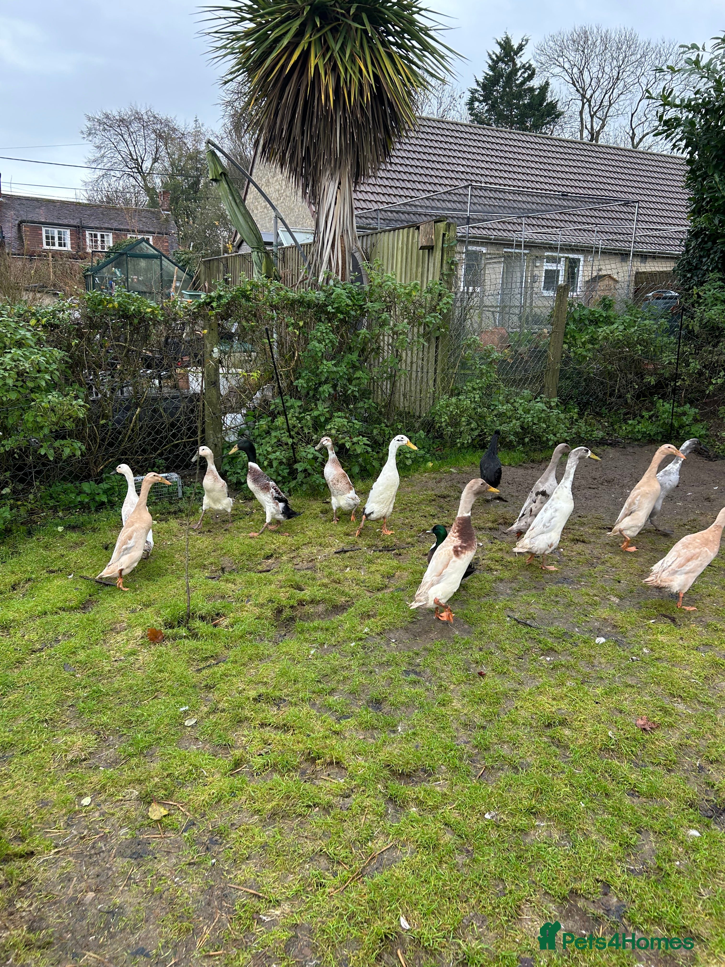 Ducks poultry Runner ducks Trios and pairs  - Advert 1