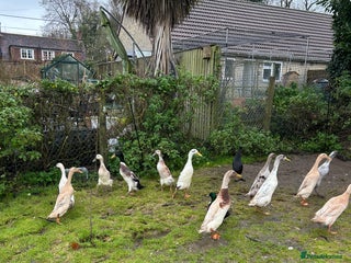 Ducks poultry Runner ducks Trios and pairs - Advert 3