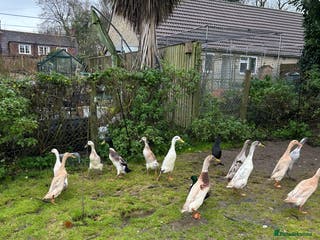 Ducks poultry Runner ducks Trios and pairs - Advert 21