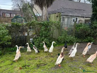 Ducks poultry Runner ducks Trios and pairs - Advert 5