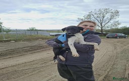 Mixed Breed dogs for adoption: Spook - Fakenham Norfolk  - Image 4