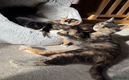 Mixed Breed cats for sale: Beautiful Maine Coone cross kittens  - Image 2