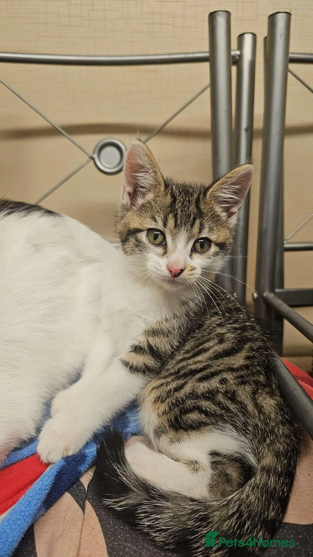 Mixed Breed cats for sale: Mixed breed - Advert 2